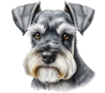 Royal Miniature Schnauzers